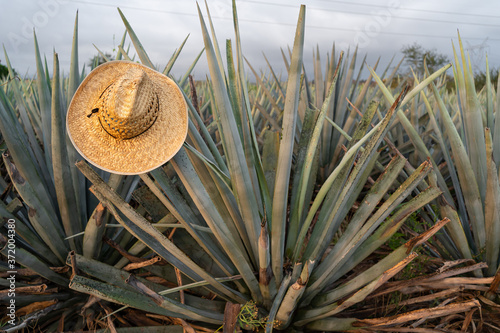 En la penca del agave hay un sombrero de un campesino jimador. photo