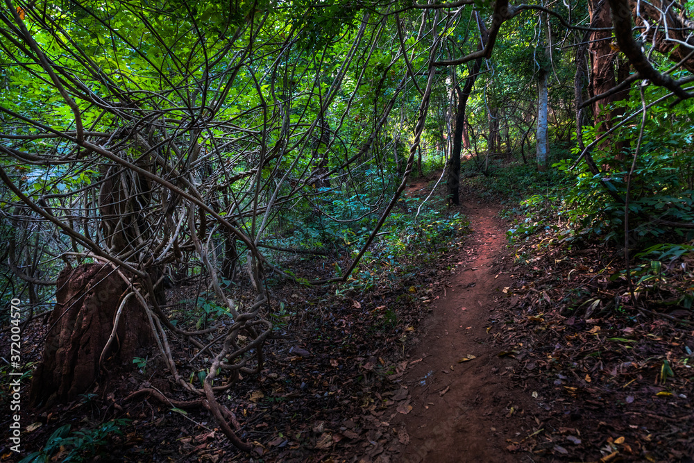 Forests of Dholkal, district Dantewada, Chhattisgarh, India