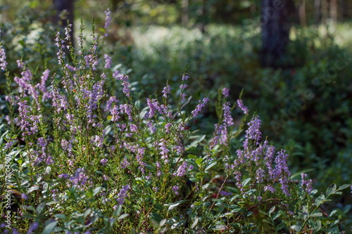 Common Heather in a pine forest