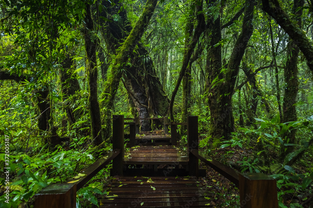 Wooden bridge walkway in to the rain forest Wooden bridge walkway in to the rain forest