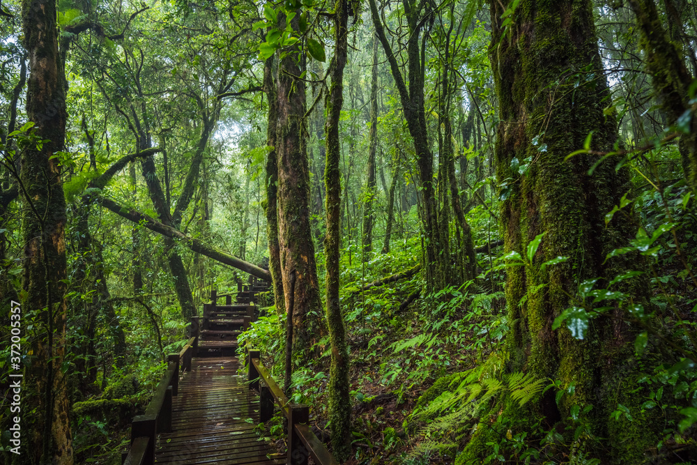 Wooden bridge walkway in to the rain forest Wooden bridge walkway in to the rain forest