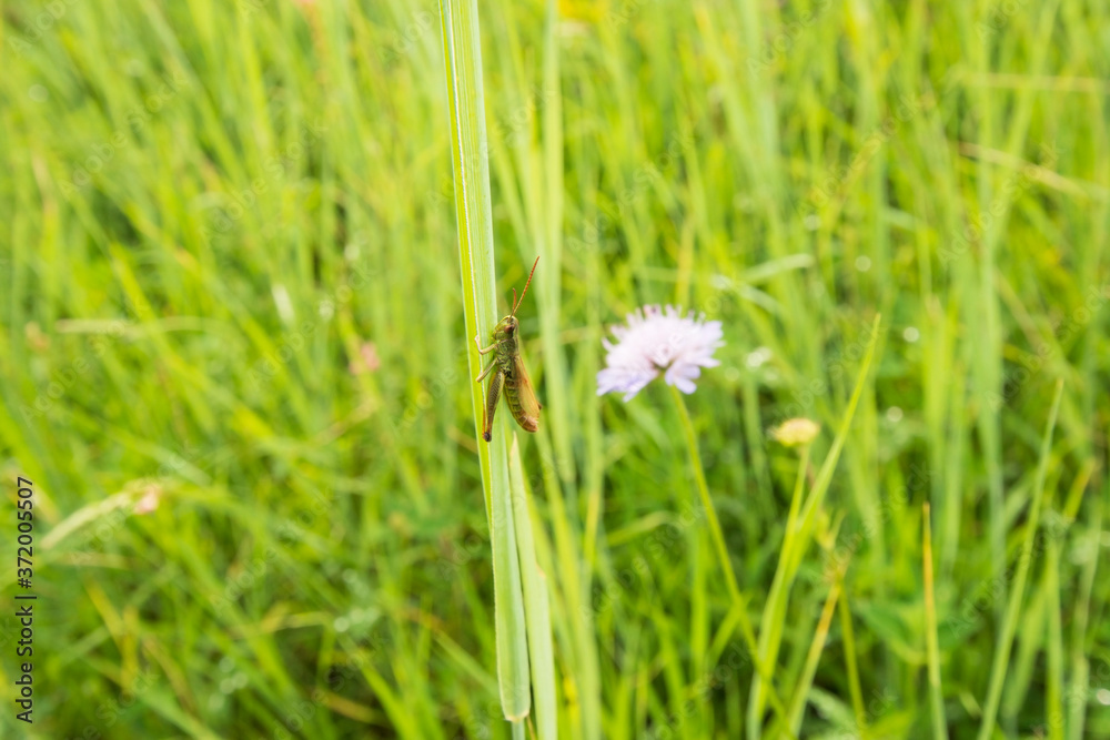 Single grasshopper sits on a grass stem in the field Single grasshopper sits on a grass stem in the field