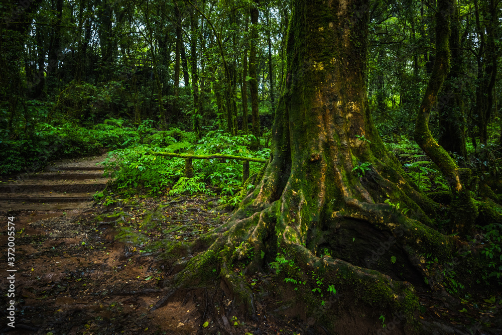 Fern, moss on tree plant in tropical rain forest Fern, moss on tree plant in tropical rain forest