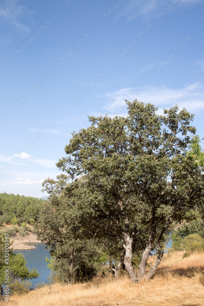 Fototapeta premium Tree at Lozoya River in Buitrago; Madrid