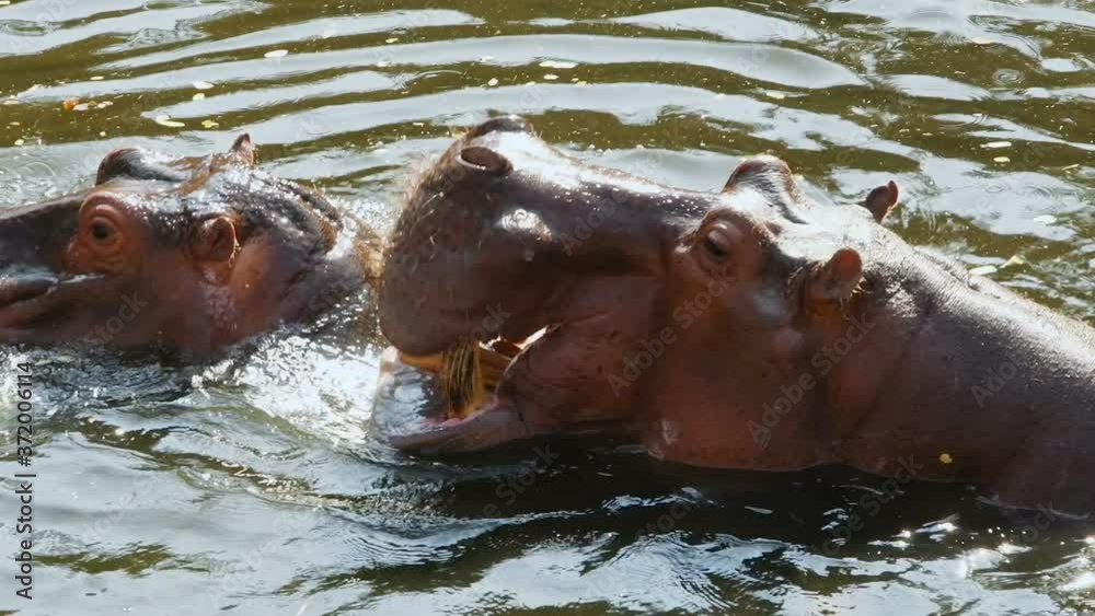 Close Up video of the hippopotamus splashing in the water. Close Up video of the hippopotamus splashing in the water.