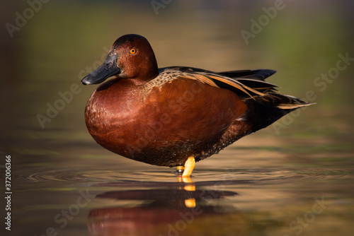 A cinnamon teal catches the low evening sun at a duck pond in San Antonio, Texas. photo