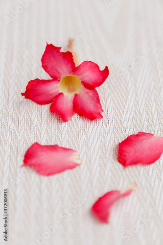 pink flower and loose petals flatlay