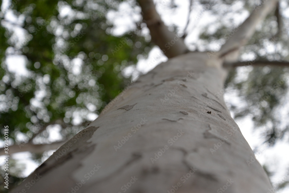 Fototapeta premium a long tree, the white sky and some leaves