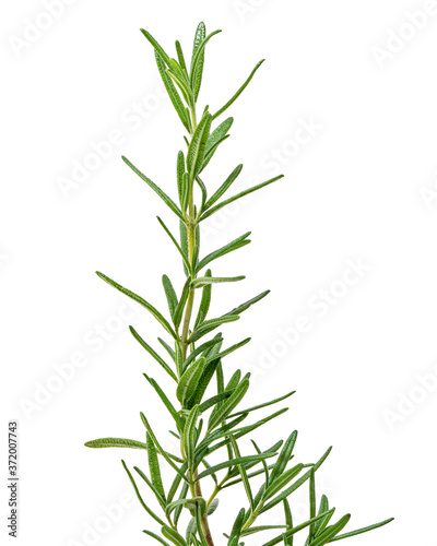 Fresh Rosemary shrub, Salvia rosmarinus leaves isolated on white background with clipping path 