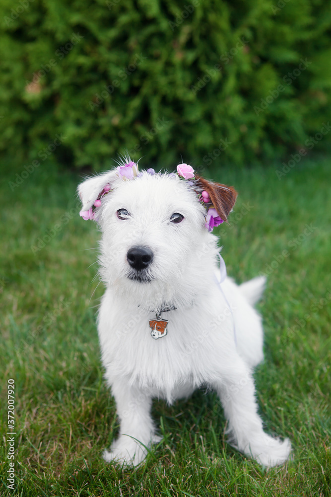 Cute Dog Jack Russell Terrier Broken in flower wreath sits on grass on green grass background. Cute Dog Jack Russell Terrier Broken in flower wreath sits on grass on green grass background.