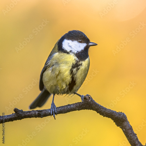 Great tit autumn background