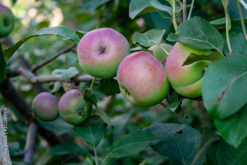 homemade apples on a branch in the garden homemade apples on a branch in the garden