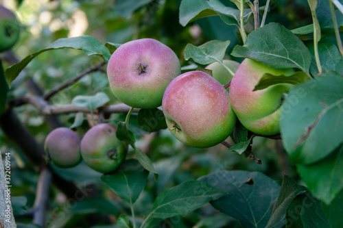 homemade apples on a branch in the garden