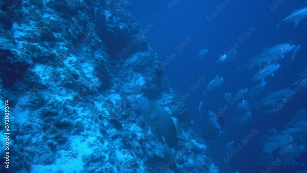 School of tuna tunny fish on the blue background of the sea under water underwater in search of food. Diving in world of colorful beautiful wildlife of corals reefs in Maldives.