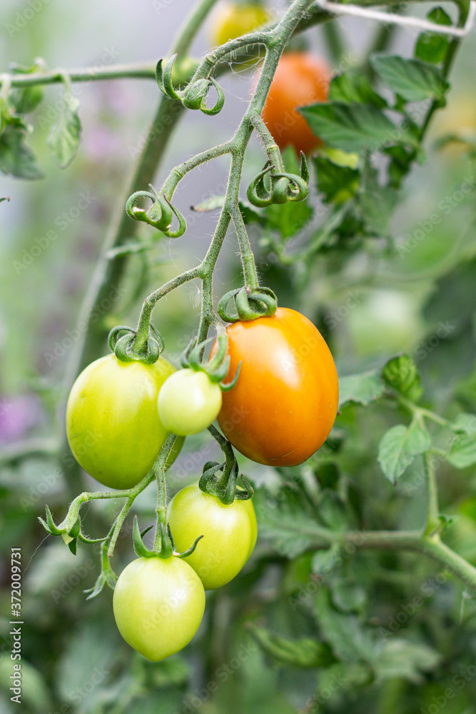 cocktail tomatoes hanging on a branch in the garden