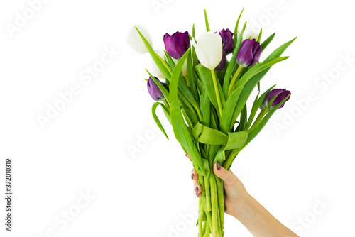 A bouquet of tulips on the white background. Someone is holding beautiful flowers