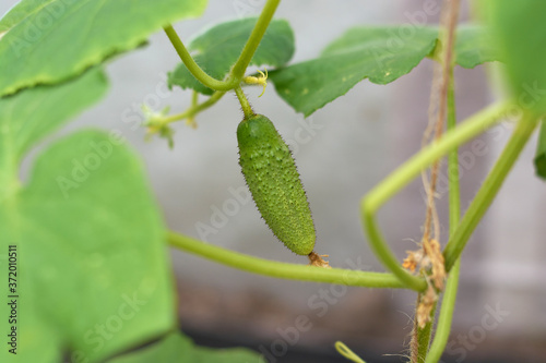 small fresh cucumbers growing on a branch in the garden.selective focus