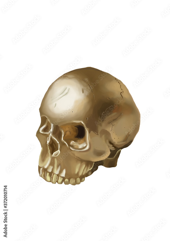 human skull isolated human skull isolated