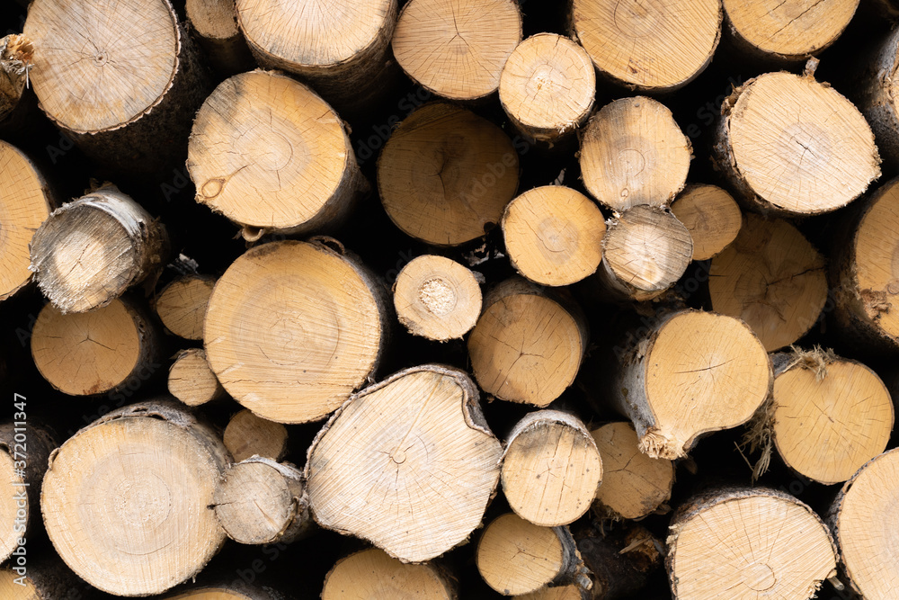 Trunks of trees. Logs of trees from the end. Trunks of trees. Logs of trees from the end.