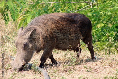 Gorongosa, Sofala, Mozambique - December 2019 - Warthog in the Africa jungle. Wild nature anda green trees  photo