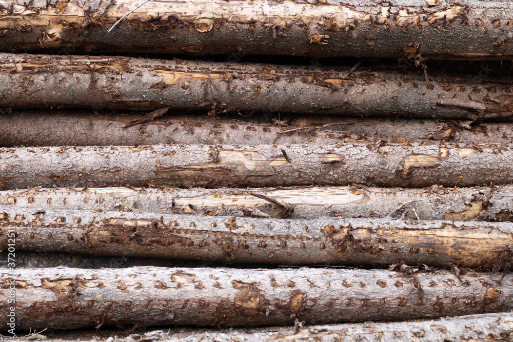 Trunks of trees. A pile of cut trees. Trunks of trees. A pile of cut trees.