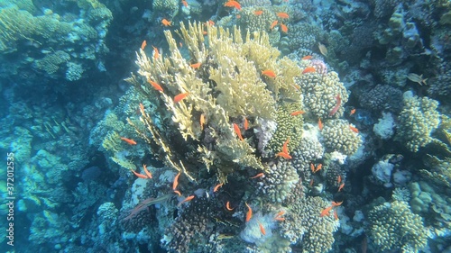 Coral Reef with Fish in Egypt