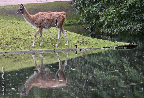 portrait of a vicugna in the Andes