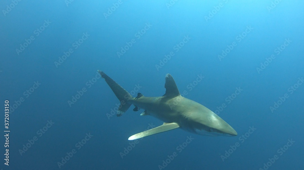 Naklejka premium Oceanic White Tip Shark in Egypt