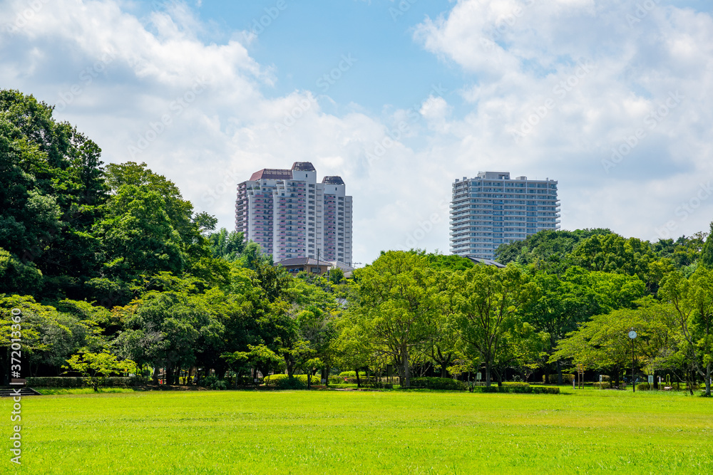 公園の新緑と青空