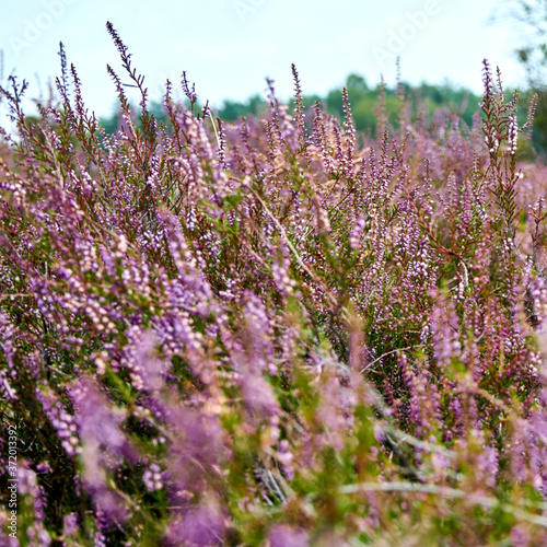 Close-up of the heath landscape with flowering heather, scientific Calluna vulgaris