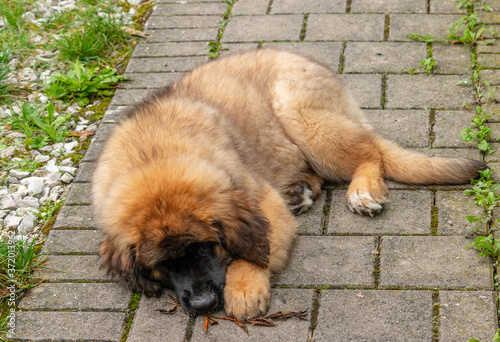 a few weeks old Leonberger puppy