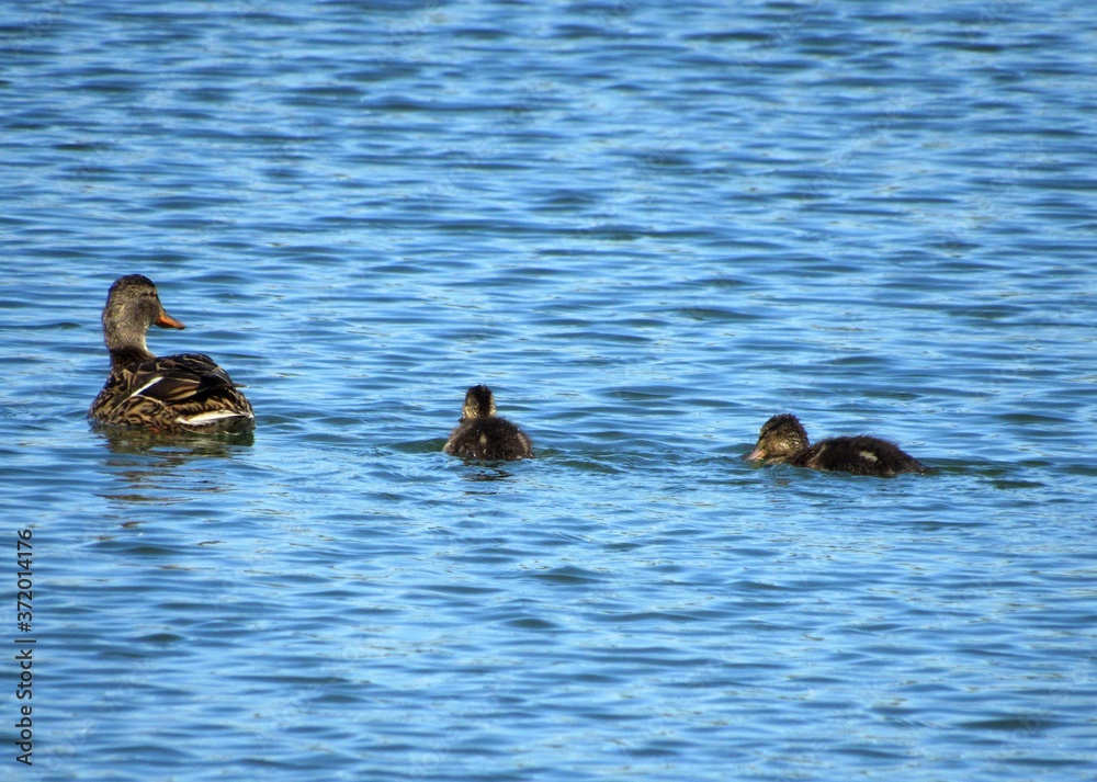 ducks in the lake ducks in the lake