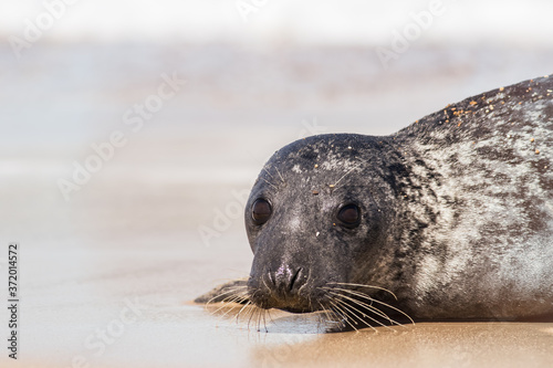 Seal portrait image. Baby gray seal close-up coastal wildlife image.