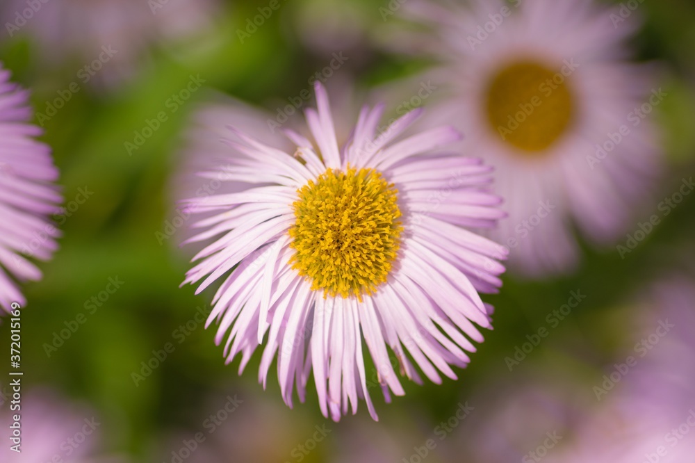 Obraz premium Purple Daisy on a blurred background in the sunlight. Summer landscape. Top view, close-up.