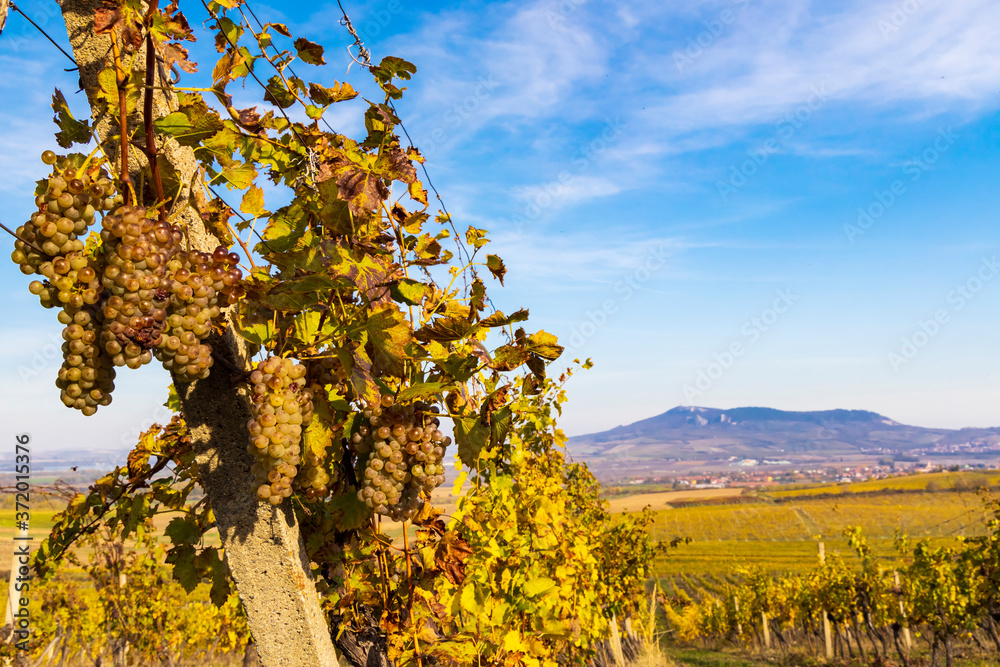 Naklejka premium Vineyards Ryzlink Vlasky in Palava region, Southern Moravia, Czech Republic