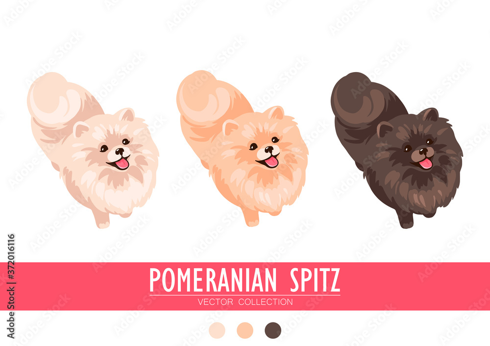 Pomeranian Spitz cream, orange and dark isolated on white background. Cute Poms puppies. Small German spitz. Little dogs.