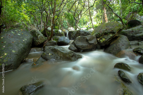 stream in the woods