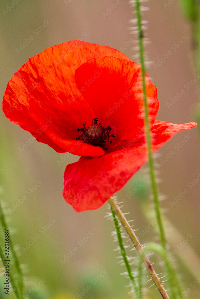 Gros plan sur un coquelicot