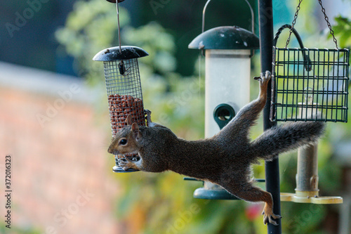 squirrel on a feeder