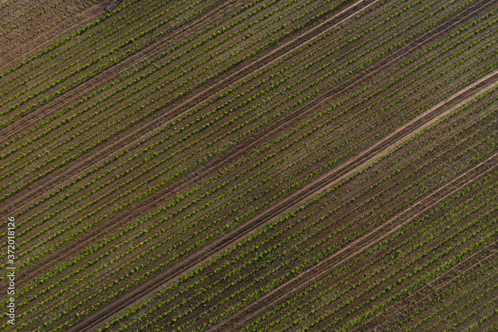 Patterns and stripes on the field. Top view of the lines in the field. Mown meadow. Drone photo Patterns and stripes on the field. Top view of the lines in the field. Mown meadow. Drone photo