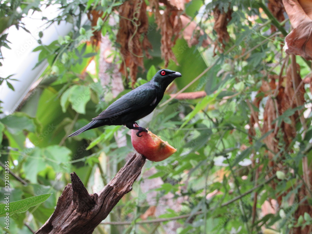 Obraz premium bird red eyes