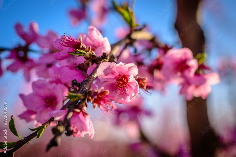 Blossoming peach tree (Aitona, Catalonia, Spain. Blossoming peach tree (Aitona, Catalonia, Spain.