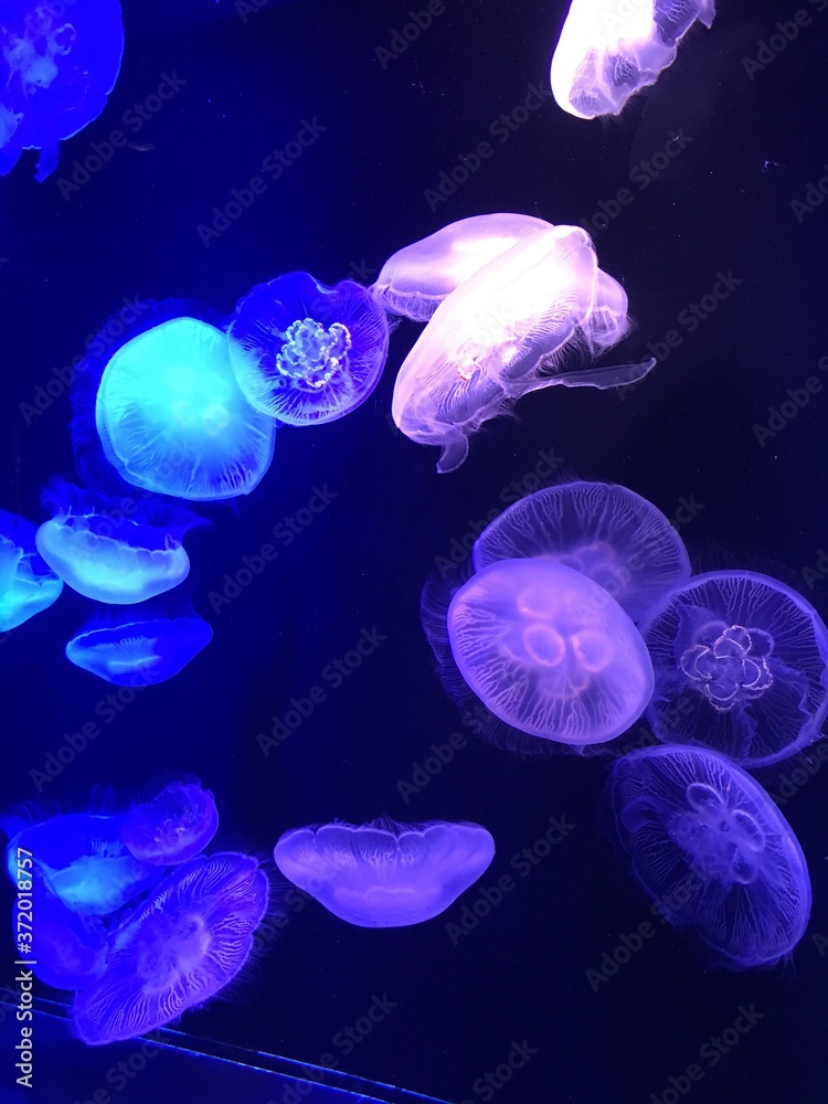Naklejka premium jelly fish in aquarium