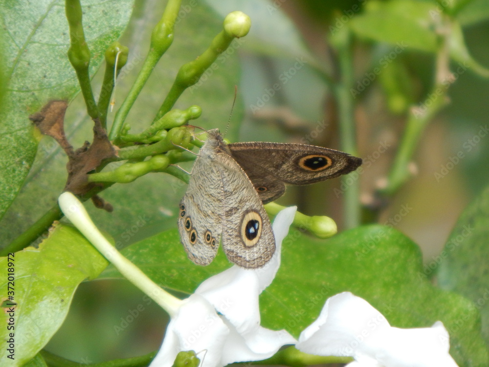 Fototapeta premium An Indian Butterfly.