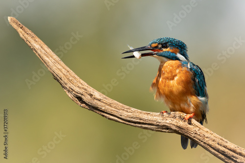 Male Common Kingfisher perched on a branch with a fish in its beak and a green mottled background. 