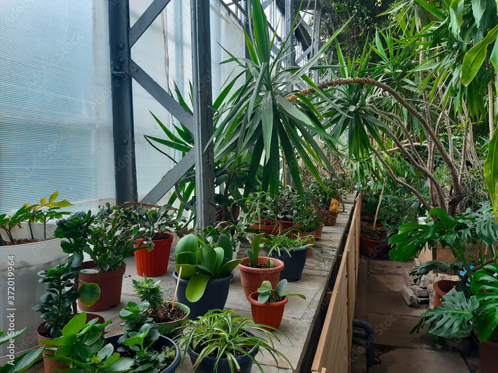 Many pots of plants are on the table in the greenhouse. Home gardening.