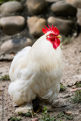 Joli coq aux plumes blanches dans une ferme 