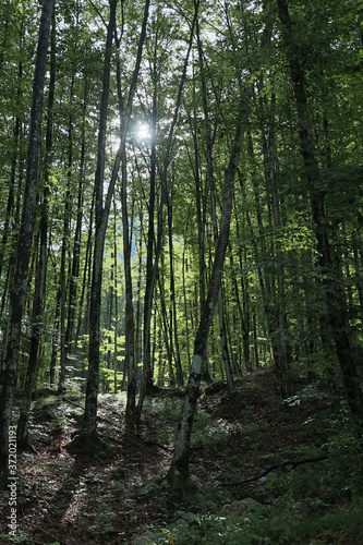 Bosco nei pressi della cascata di goriuda  Italia