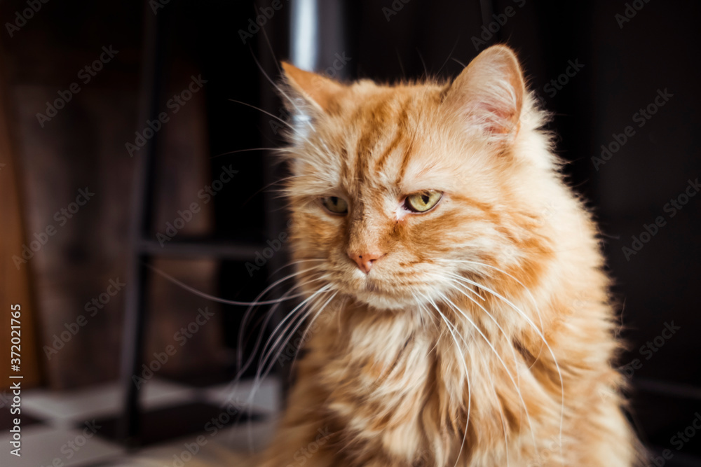 Portrait d'un magnifique chat angora roux