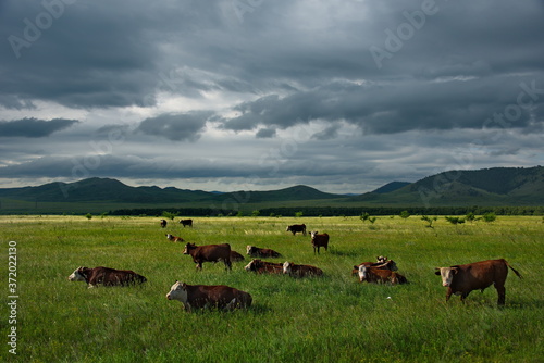 Russia. Khakassia. Cows on vacation in the first sunlight of the early morning along the Shira-Uzhur road.
